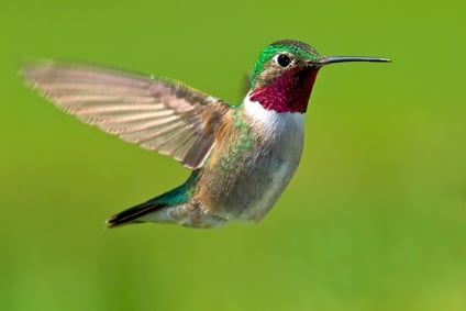 Hummingbird